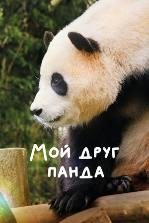 Мой друг панда смотреть онлайн бесплатно